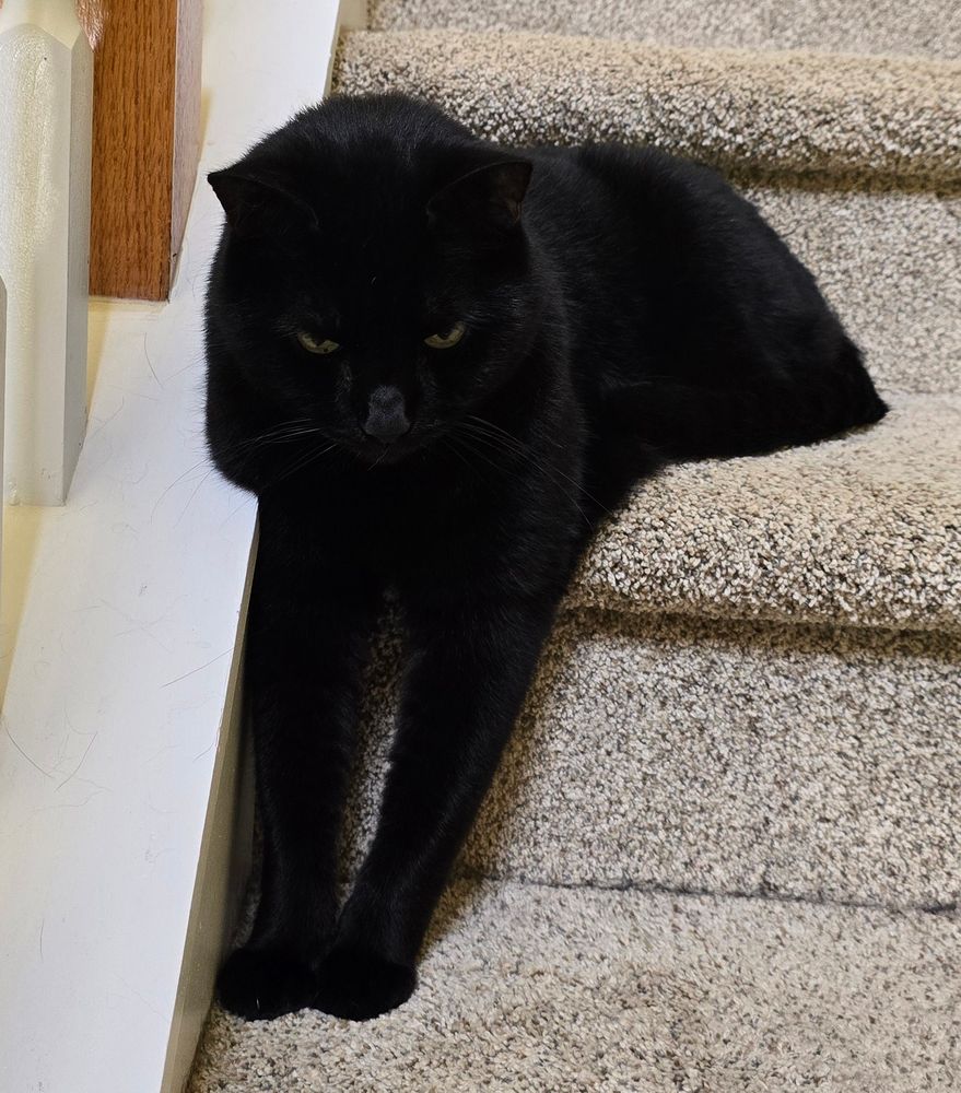 Black cat laying very strangely on stairs, with his body on one step and his two front legs on the lower step.