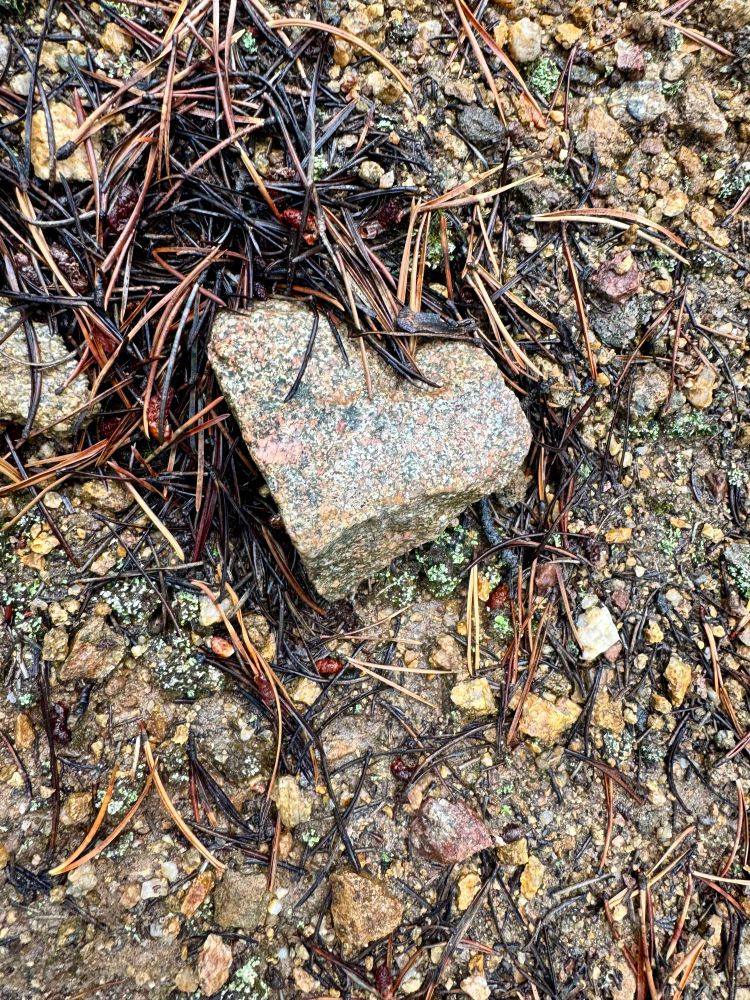 Yes, you can collect rocks from most national forests for personal use, but there are some restrictions: 
Permits: You might need a permit, which is usually free, to collect rocks from national forests. Permit fees may vary depending on the amount and type of material you collect, the location, and how you plan to use the material. 
Quantity: National forests often define "small quantities" as hand-sized or smaller, or a volume that fits in a pocket or sample bag. 
Methods: You can only collect rocks by hand, using a pick or shovel. You can't use explosives or mechanical equipment. 
Prohibited areas: You can't collect rocks from national monuments, wilderness areas, Indian reservations, wildlife refuges, military reservations, reclamation projects, or other withdrawn areas. You also can't collect rocks from sacred sites or areas with artifacts on the ground. 
Commercial use: You can't sell, barter, or trade rocks you collect from national forests. 
Fossils: You need a permit to collect vertebrate fossils, including trace fossils. You can't collect fossils for commercial purposes, except for petrified wood. 
Digging: You can't dig or build sluices or dams in national forests. 