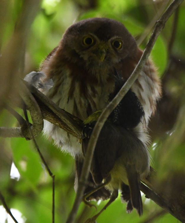 Least pygmy owl predating a spot-breasted antvireo. Legado das Águas