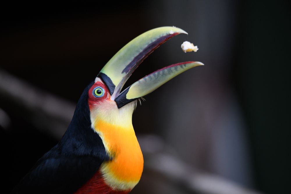 Red-breasted toucan eating banana