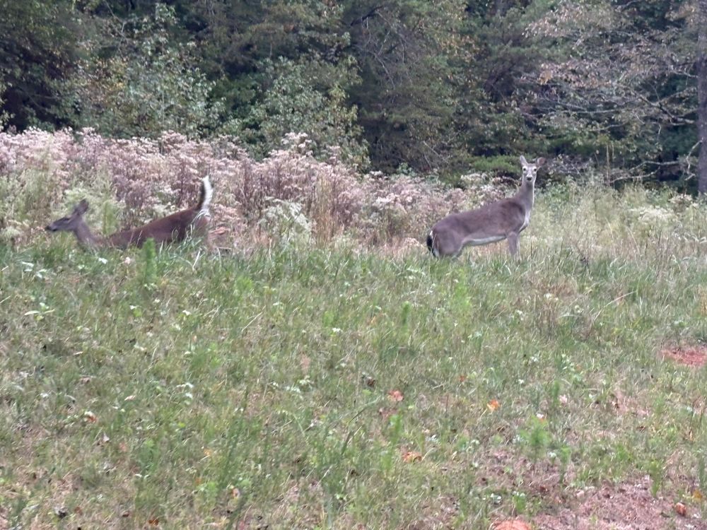 Two deer