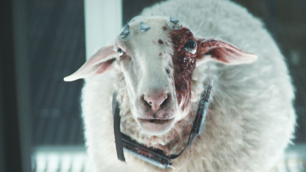 Sheep from Alien Earth with an eyeball alien in its eye