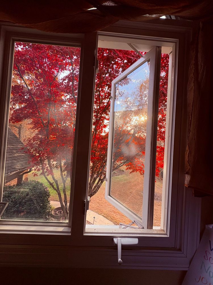 Looking outside a window at a Japanese maple with red leaves. 