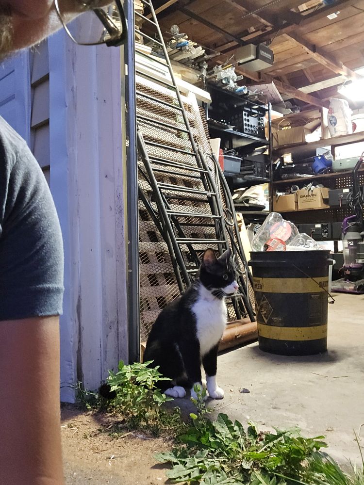 A stray tuxedo cat (Penguin Cat) takes shelter in the doorway of my garage while the neighbor sets of fireworks. I am looming over the left-hand side of the image like the giant did in that movie Big Fish (it's pretty good)