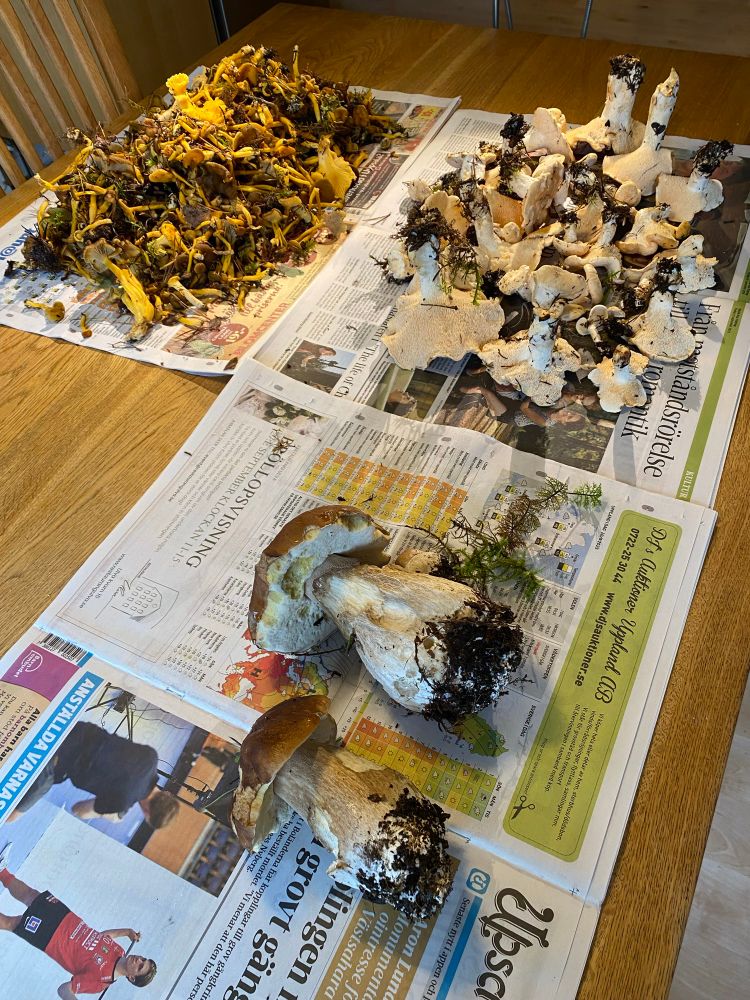 Three piles of wild mushrooms spread out on newspaper on a wooden table.