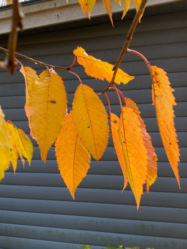 Large, hanging orange cherry leaves against a blue-grey wall.