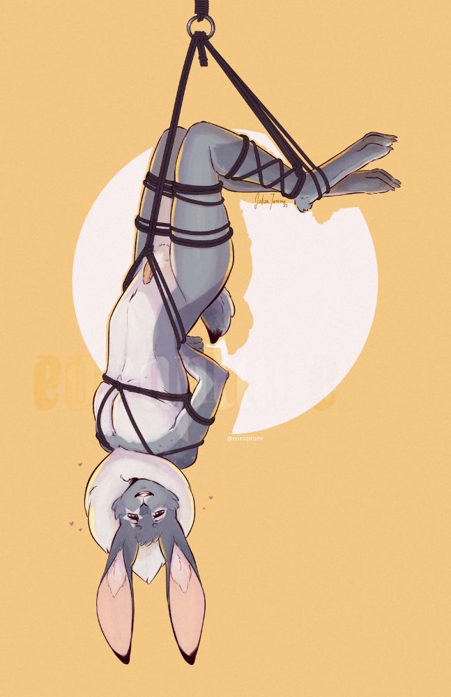 Drawing of the artist’s character Aster, a grey and white anthro hare, nude, tied, and suspended upside down from a ring. He's smiling and has a bunch of tiny hearts around his head. The background is yellow with a white spotlight around his lower body.