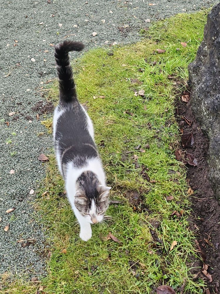 Friendly cat in the grounds of the library 