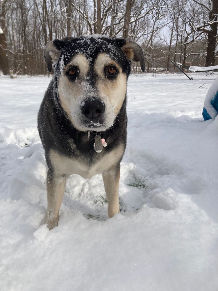 A black and tan husky hound mix enjoying the snow. She has snow all over her face, and is doing her best puppy eyes.