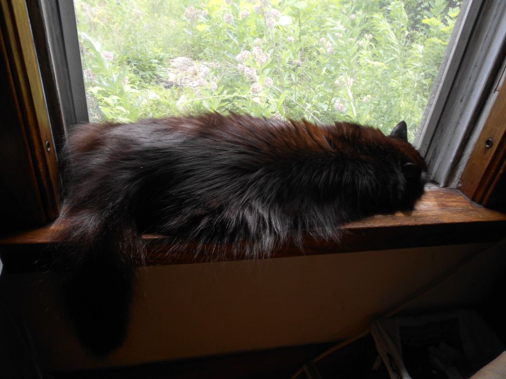 Large black cat sprawled out in an open old style double hung window. Sunshine coming through the window high lights a reddish undertone on his fur. Common milkweed in bloom can be seen through the screen in the window, along with goldenrod stalks not yet in bloom.