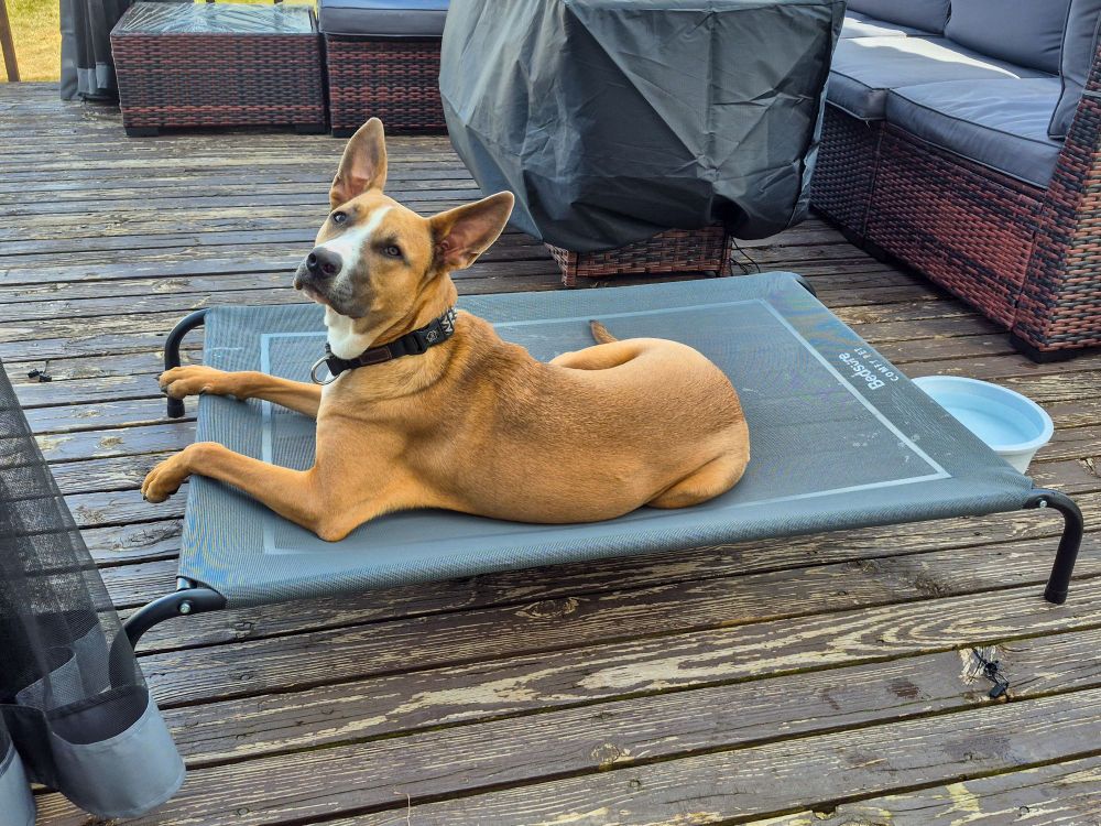 A tan dog lies on a gray elevated dog bed outside on the deck and faces the camera