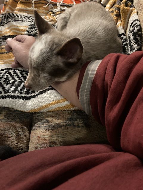 A sleepy puppy rests her head on a man’s forearm 