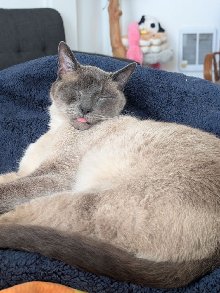 A picture of my Siamese cat, Brodie, with his tongue out