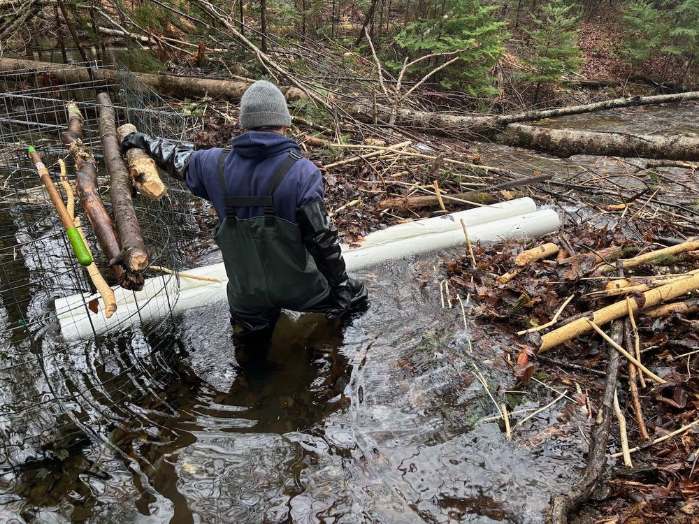 Photo of me standing at the edge of the beaver dam with two beaver deceiver pipes in front of me. I'm wearing waders and black arms length gloves designed for fur trappers.