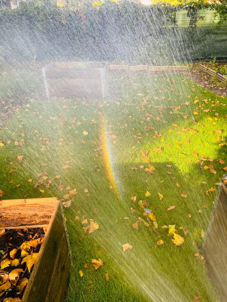 A green meadow being watered by a gardening hose. It is slightly sunny. In the drops if the water a rainbow shows.