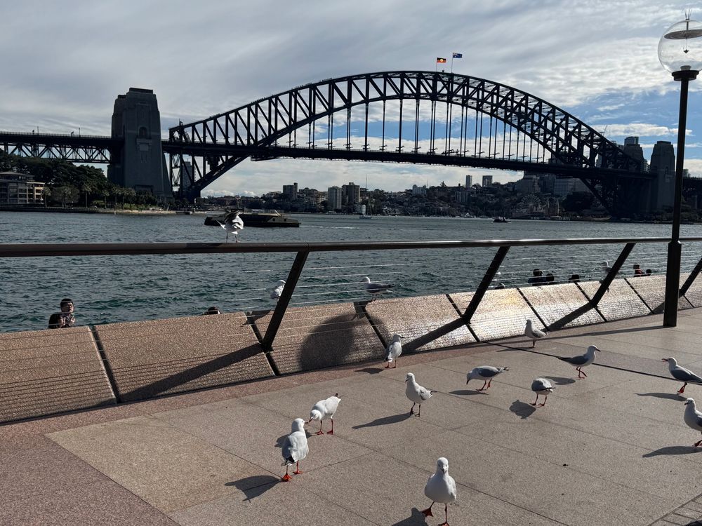 Seagulls in front of Sydney harbor bridge 