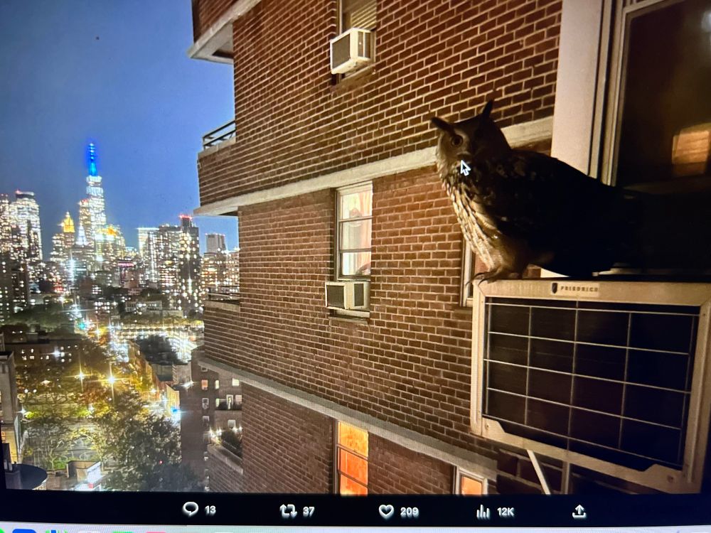 Flaco the Free Owl looks directly at the camera, sitting on top of an AC unit high up on a brownstone on the Lower East side.