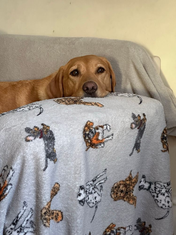 Fox red Labrador staring deep into your soul making you feel guilty