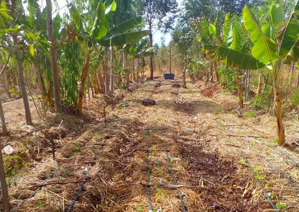 Muita agrofloresta, com muita dificuldade, e sem regularização: entrevista com Flavão Cerratense