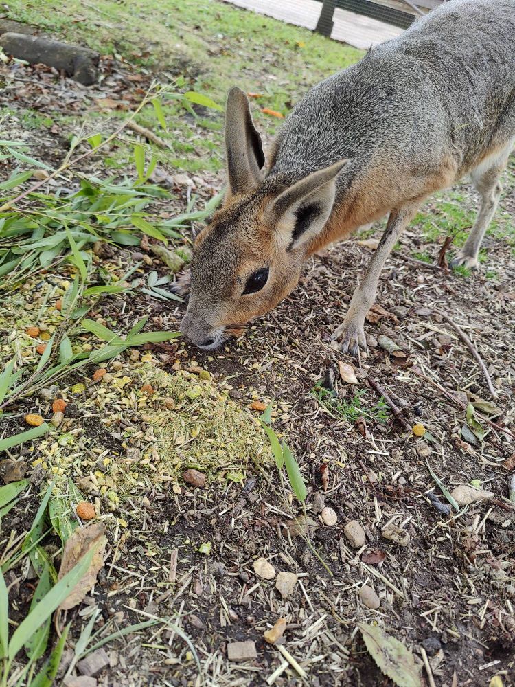 Patagonian mara eating dried vegetables off the ground. It has much larger ears than the capybara and looks more like a knee-high deer-donkey hybrid.
