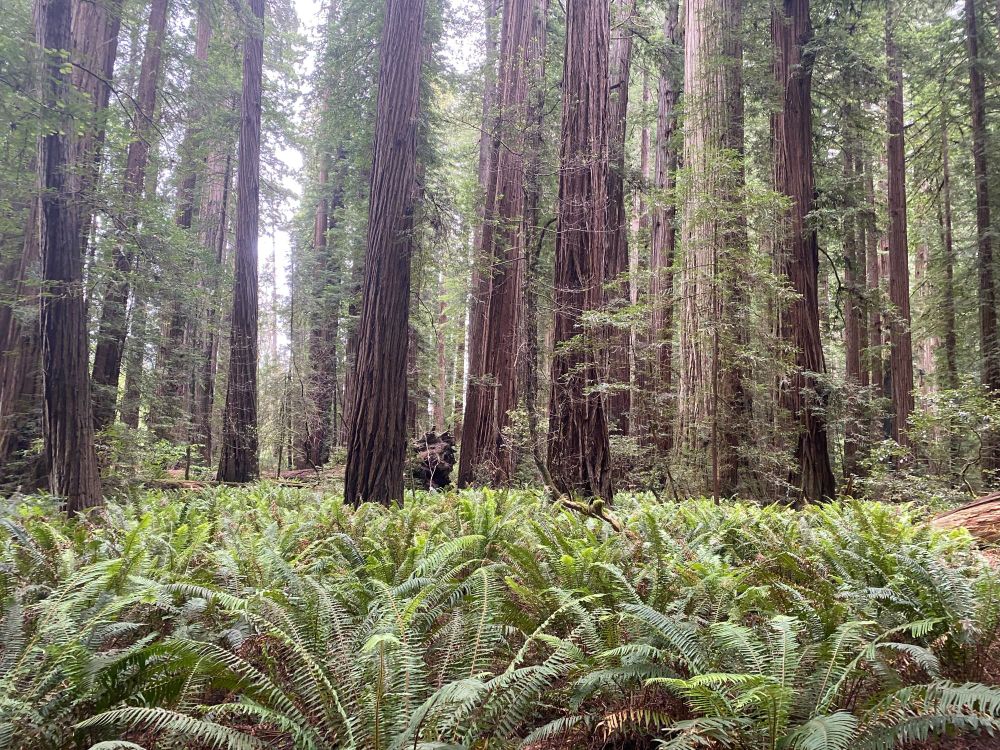 This is Stout Grove in the Redwood National Park.   It's different from the others because it floods sometimes, so undergrowth is mostly ferns.  