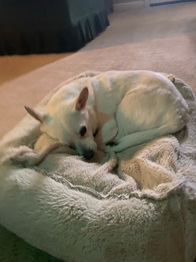 Toby, the cream colored, elderly corgi Chihuahua croissant all curled up in his inside out, fuzzy bed that almost matches him