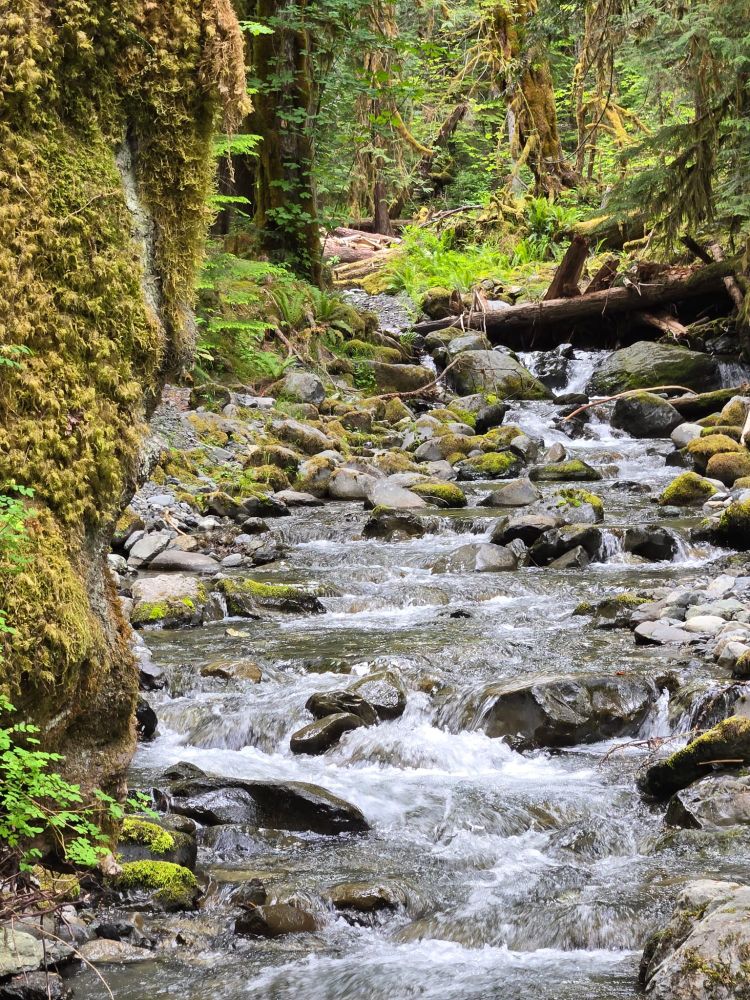 Shallow falls over rocks.  Moss and ferns line the shore.  