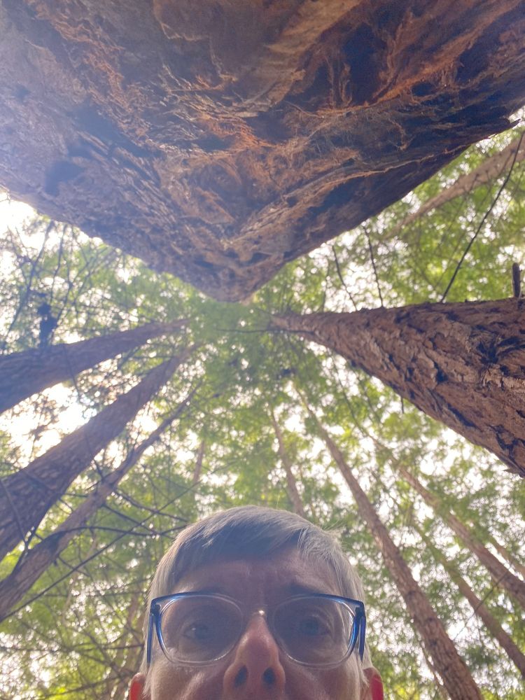 Looking up at redwoods, they seem to go into infinity.  Me peeking in the frame looking like Kilroy