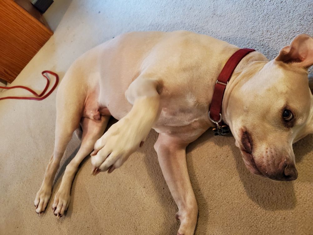 Cream colored pitty waves & begs for me to pay attention to him .