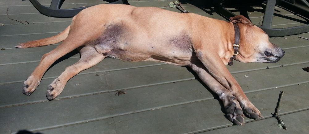 Fawn color pittie tans in sun