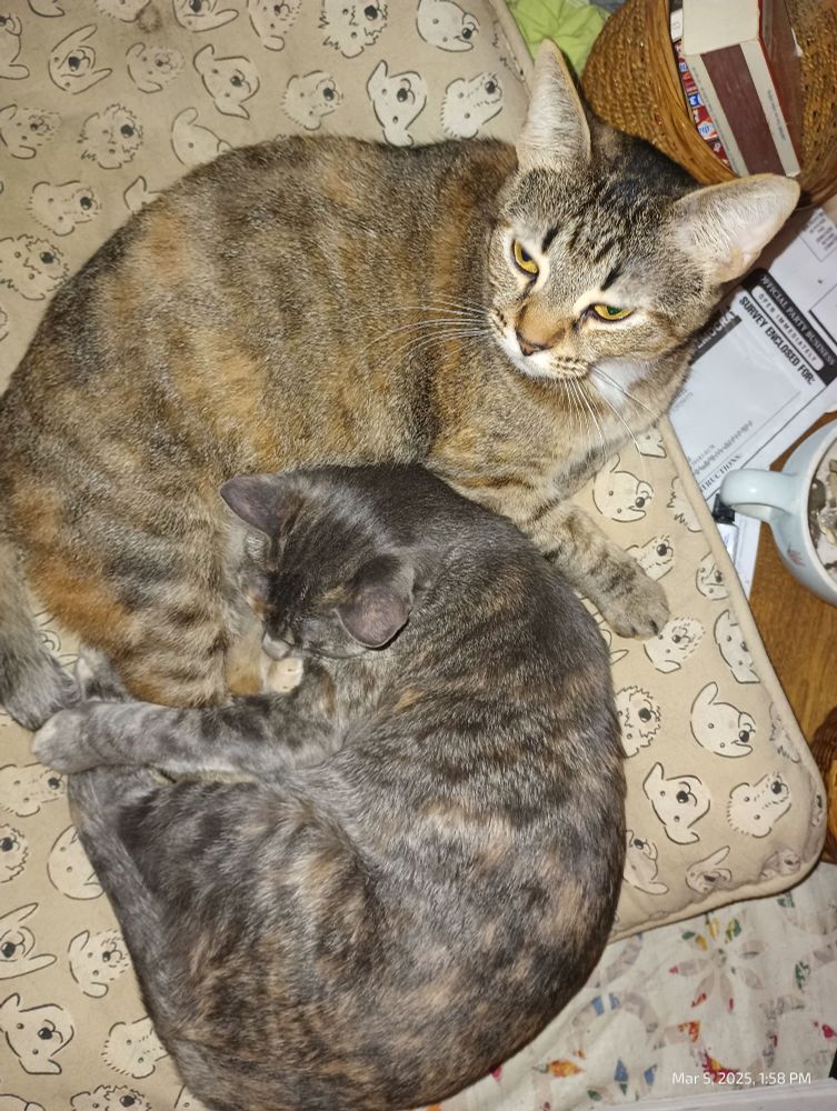 Two cats curled together on a pet bed. Tails, the larger one is a torbie, which is a tortoishell with tabby stripes. She's sort of overall cinnamon colored. The smaller one is Saesori. She's also a torbie, but she's a dilute torbie, which means her colors are muted as though mixed with white paint. Overall she's gray, with some creamy bits here and there. 