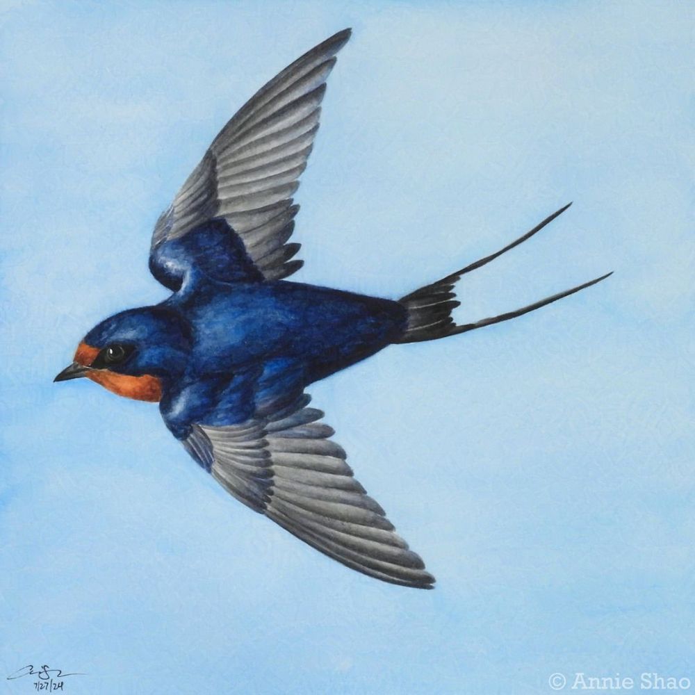 Detailed watercolor painting of a barn swallow in flight against the blue sky. The bird is viewed top-down, showing its dark blue iridescent back and gray wings. It has an orange-brown face and a forked black tail. 
