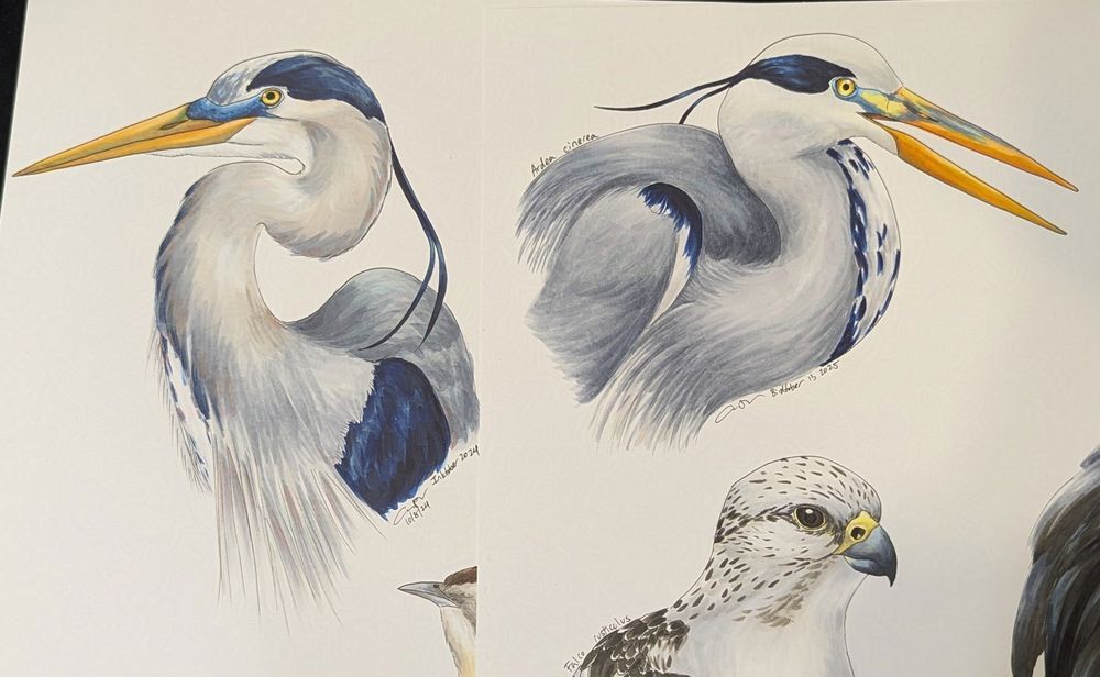 Marker drawings of a Great Blue Heron and a Gray Heron, with parts of other birds drawn on the same sheets of paper visible.