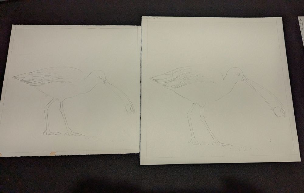 Two pencil sketches of a Long-billed Curlew eating a snail