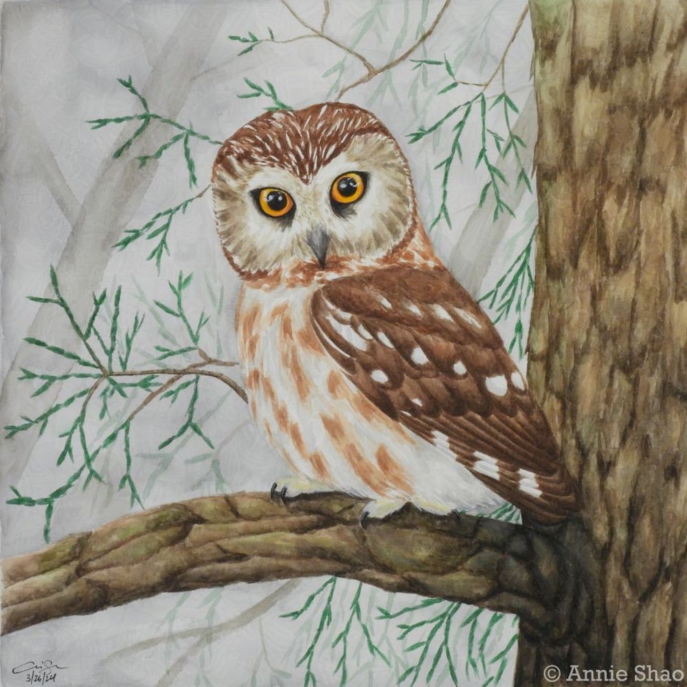 Detailed watercolor painting of a northern saw-whet owl perched in the crook of a cedar branch. The little brown owl's body is shown from the side, but its head is turned facing front, showing both its large amber eyes.