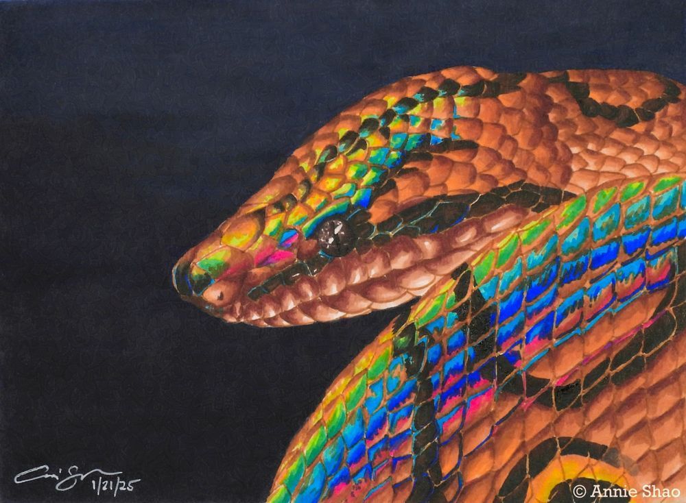 Detailed marker illustration of a rainbow boa portrait. The snake's head is shown over a loop of its body, with a dark blue to black background. The snake is burnt orange with black looping patterns, and has rainbow iridescence on its skin. 