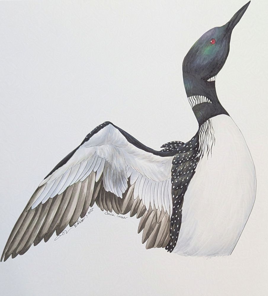 Marker drawing of a Common Loon rearing and flapping its wings