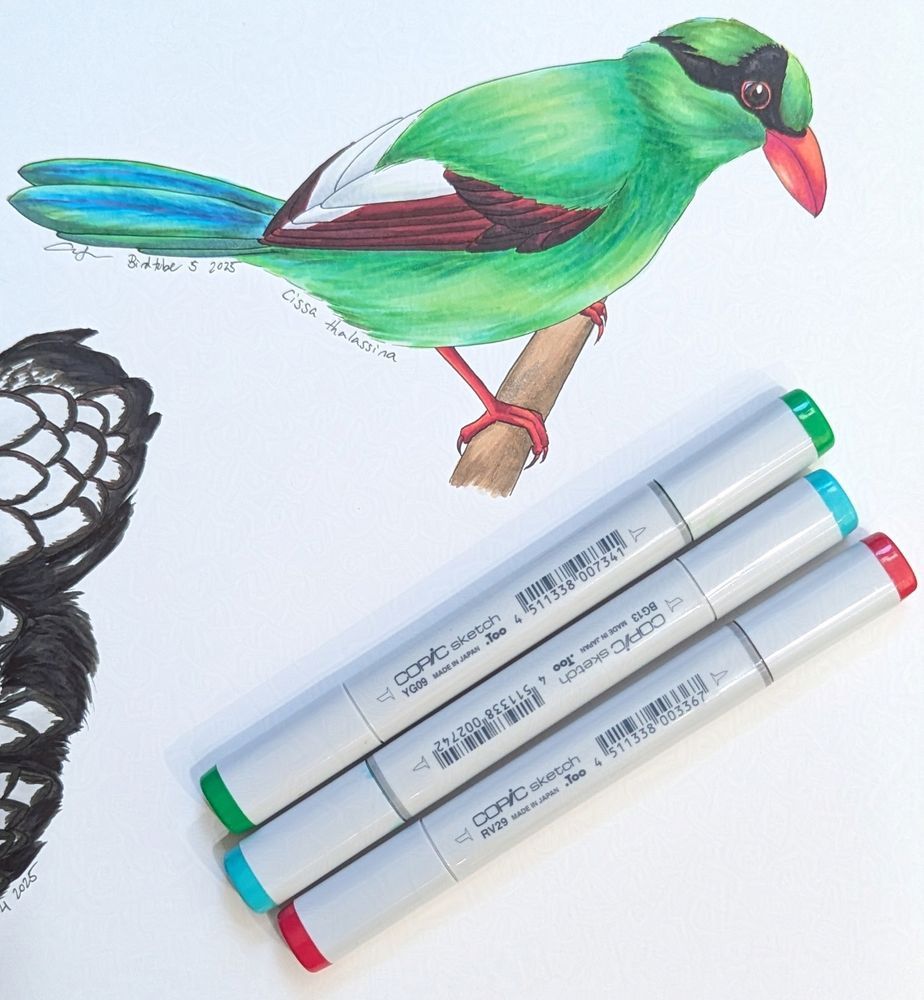Marker drawing of a Javan Green Magpie, pictured with 3 Copic markers next to it. 