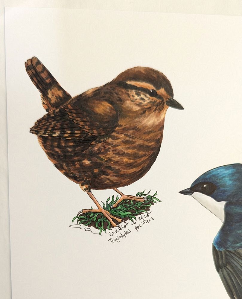 Marker drawing of a Pacific Wren