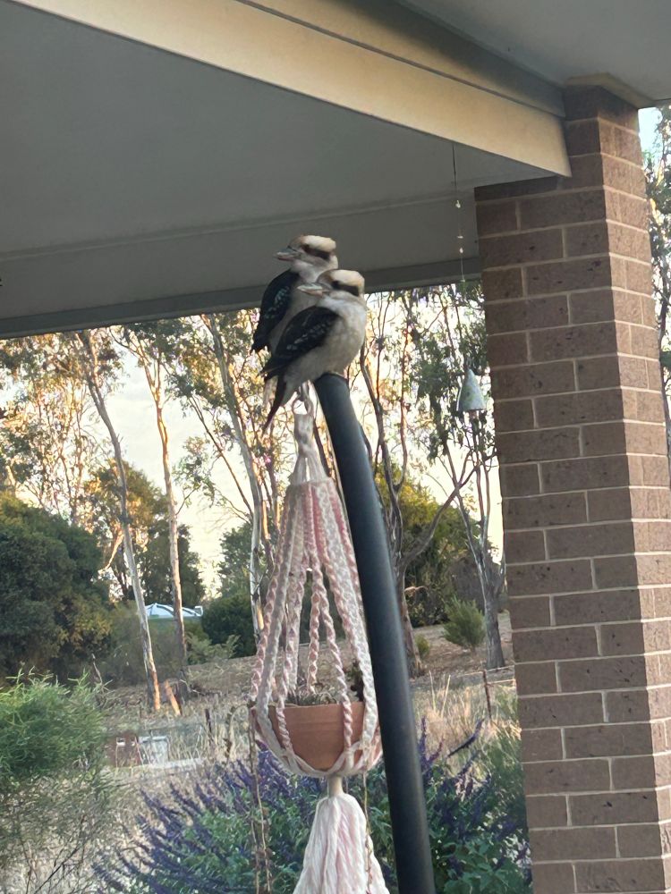 Two kookaburras sitting on a steal frame side by side it’s an early wintertime morning