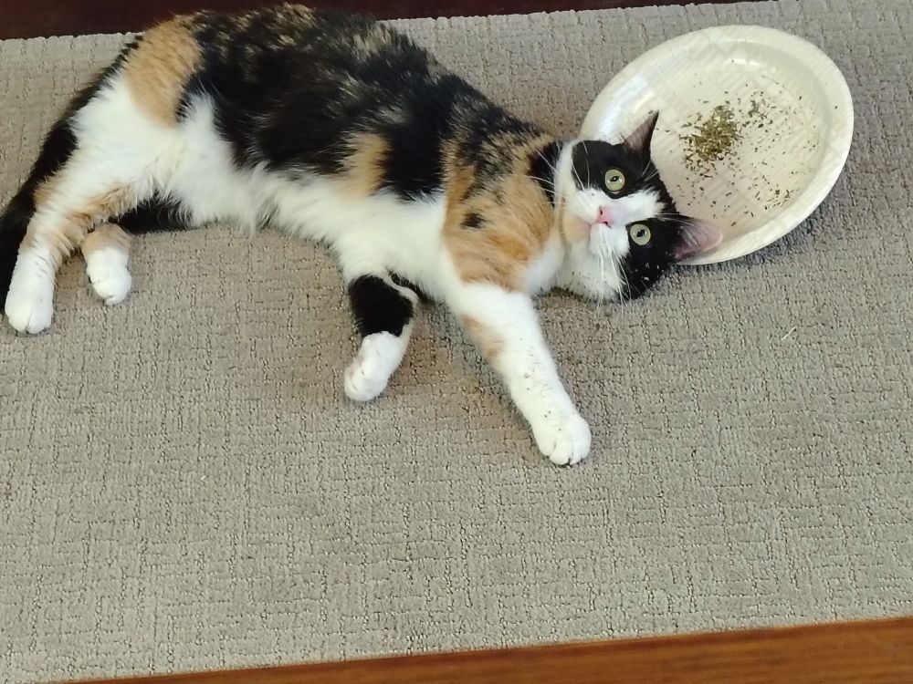 Calico rolling in catnip set out on a paper plate. Eyes wide. She is soooo stoned. 