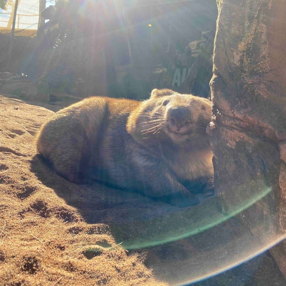 wombat lounging in sunlight near a rock (credit: australian made)