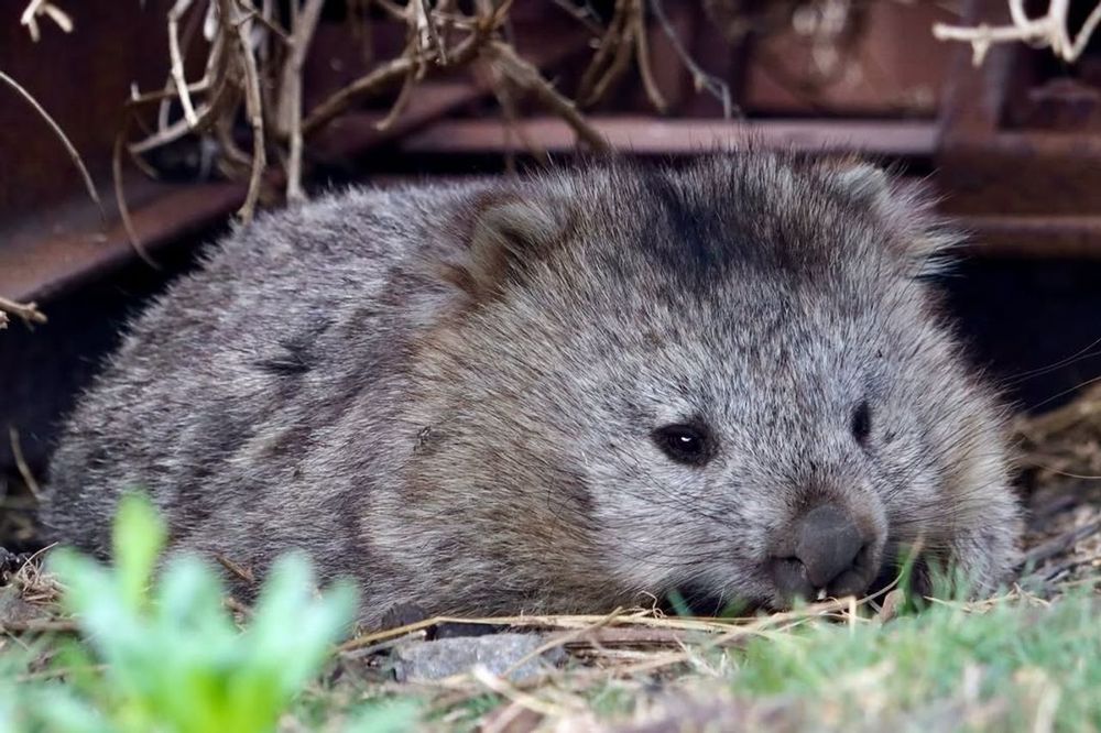 wombat resting on the ground with grass and twigs around it (credit: jana