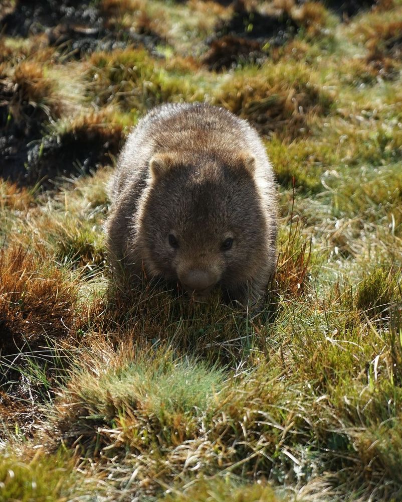 wombat foraging in grassy field with sunlight shining (credit: DQ)