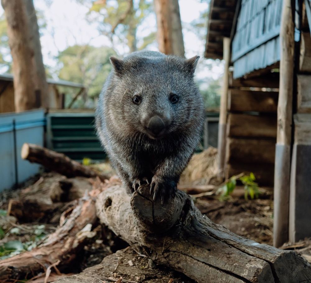 wombat walking on a log surrounded by trees and a structure in the background