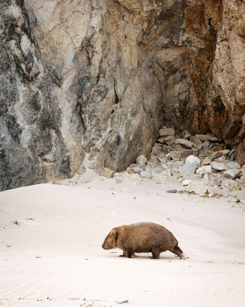 wombat walking on sandy beach near rocky cliff (credit: Tasmania)