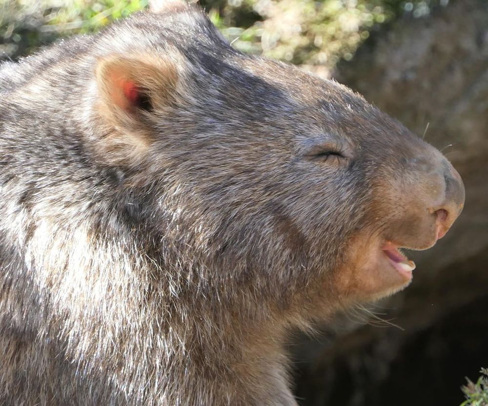 wombat with eyes closed and mouth open enjoying the sunshine (credit: ACT Wildlife Volunteers)