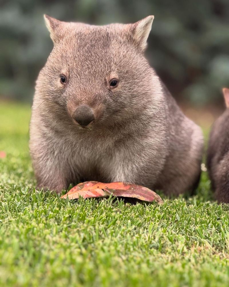 wombat resting on grass with a leaf in front (credit: Rose Cottage Wildlife Rescue)