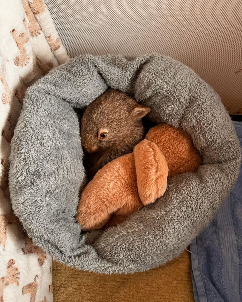 wombat snuggled in a soft bed with a plush toy (credit: Yolandi Vermaak)