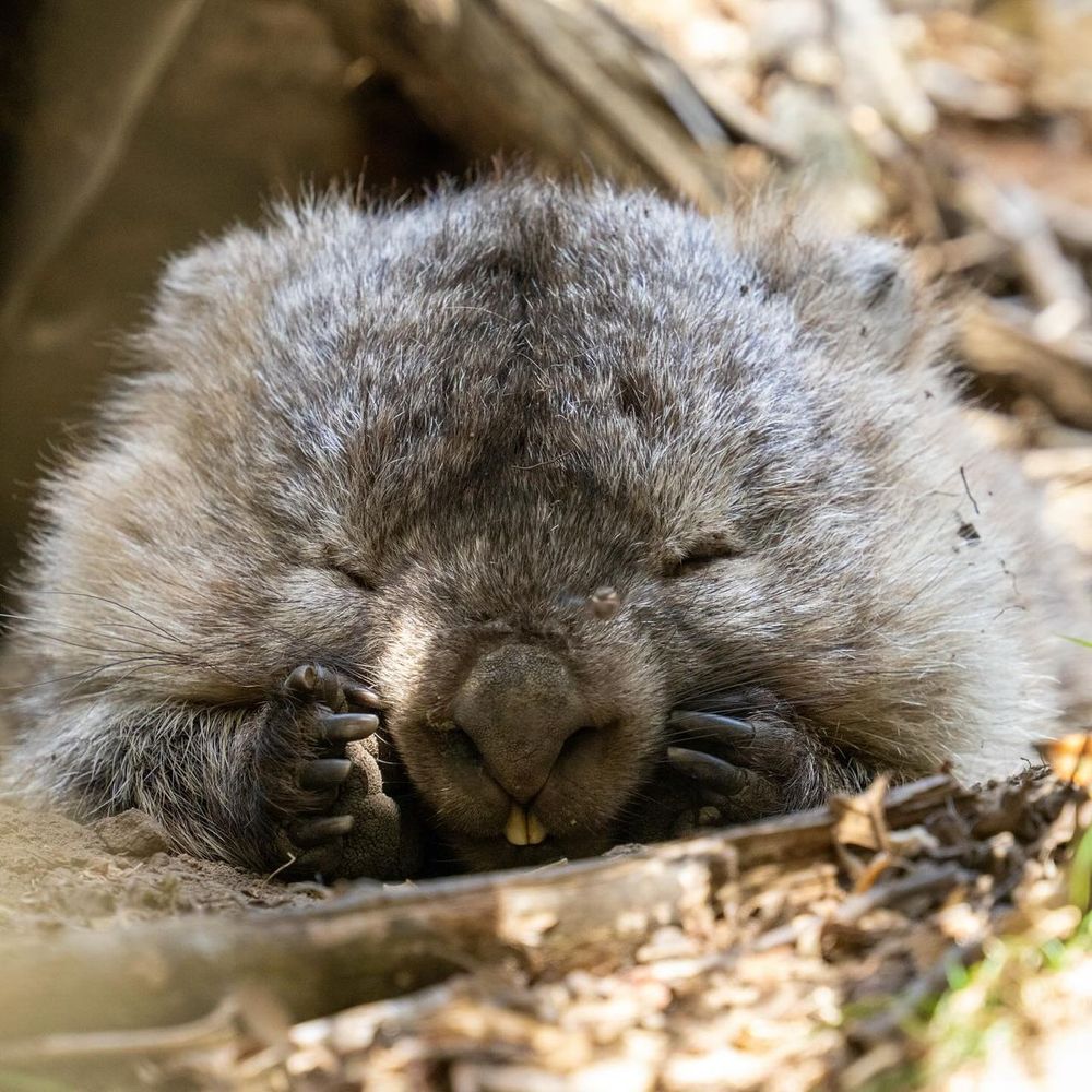 wombat resting with eyes closed and paws tucked under its chin (credit: takumiko_wombat)